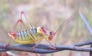 800px-Grasshopper_Eflani