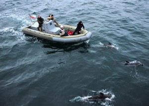 Dolphins