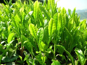 Green tea