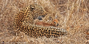 Leopard kid