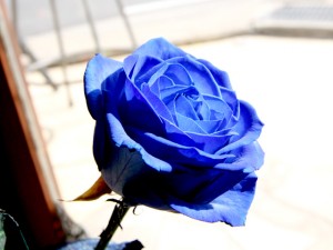 Blue Rose
