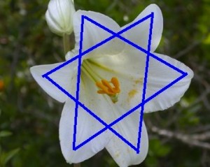 Lily-magen-david01