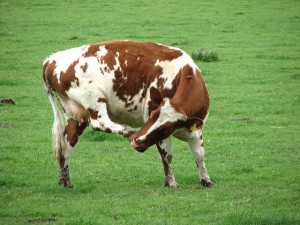 A cow. Photo: wiki commons.