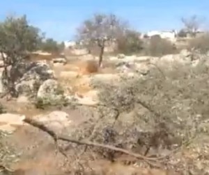 Olive Trees cutting