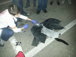 Cat down to eight lives 11429_mb_file_eda80