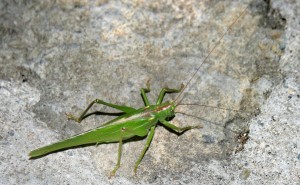 A locust. Israeli researchers at Tel Aviv University have designed a small robot inspired by locusts. Photo: Wikimedia commons.