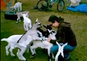 Goat attack