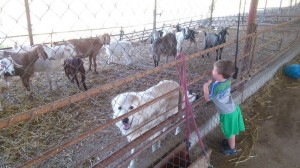 farm Israel