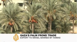 Screenshot from an Al Jazeera report from October, 2011, about a Hamas decision to ban palm frond exports from Gaza to Israel. Photo: Screenshot / Elder of Ziyon.
