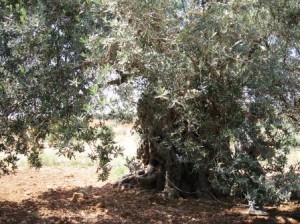 Deir Hanna's old olive tree. Photo: Screenshot.
