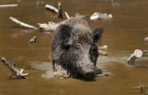 Wild_Boar_Habbitat