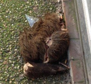 The remains of a dead boar left at the Chabad of Saint-Brice-sous-Forêt, north of Paris, France. Photo: SPCJ.