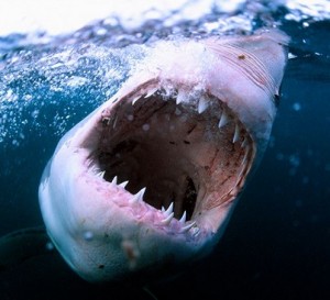 Sharks
