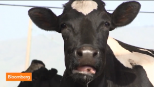 An Israel Super Cow. Photo: Screenshot / Bloomberg News.