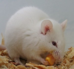 Jordanian journalist claims Israel using white mice to destroy Egypt and Jordan. Photo: WikiCommons.