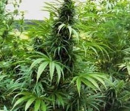 marijuana