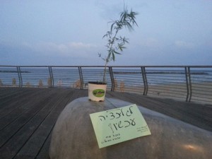 Pot plants in Tel Aviv Photo: Cannabis Magazine
