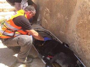 Paramedic and injured dog. Photo: Israel Rescue Union