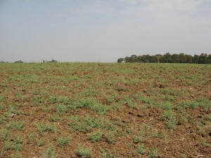 field for shmita