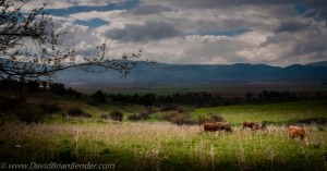 Cattle grazing in Golan Heights, overlooking the Hula Valley in Israel. Photo: Dave Bender.