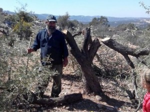 Palestinian olive trees. Photo: Rabbis For Human Rights