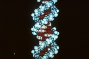DNA molecule