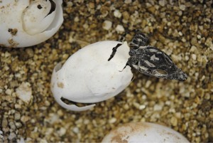Nile Crocodile hatchling. Photo: http://file.scirp.org/