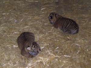 Sumatran tiger cubs born at Jerusalem's biblical zoo. Photo: Courtesy.