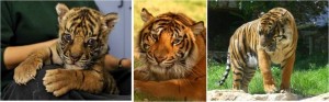 Sumatran tigers. Photo: Tisch Family Zoological Gardens.