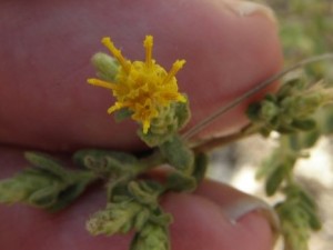 An Israeli plant may be used to treat diabetes. PHOTO: NRG/Eitan F.