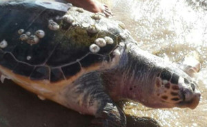 A turtle was saved on the beach in Tel-Aviv. PHOTO: Israel Nachman/Mako News.