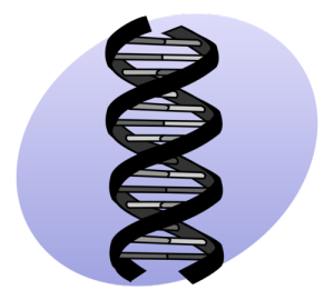 An algorithm developed by Hebrew University and a Boston hospital could help discover potential diseases in genes. (Illustrative.) Photo: Wikimedia Commons.