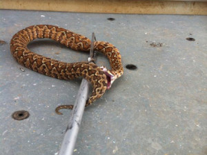 A woman from the Golan Heights who was bitten by a snake died today at the Ziv Hospital in Safed. PHOTO: Channel 2 News.