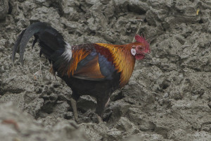 Researchers say chickens were first commercialized in southern Israel. Photo:  Dibyendu Ash via Wikimedia Commons.