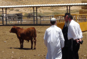 Rabbis from the Temple Institute inspect recently born male red angus cows in Israel. Photo: The Temple Institute.