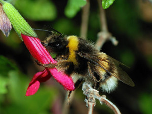 The Israeli bees are sent to greenhouses in farms through the country. Photo: Wikimedia Commons.