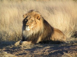 Cecil the lion in Zimbabwe. (Illustrative photo.) Photo: Wikimedia Commons.