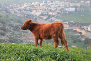Illustrated photo of a red heifer. Photo: Tazpit. 