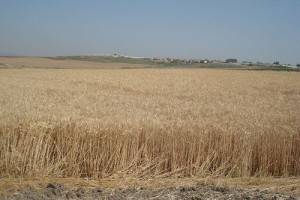 Wheat and barley had been sown in Israel dating back 23,000 years. Photo: PikiWiki Israel.