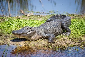 A Jewish woman in Florida severed her arm after she was bitten by an alligator. Photo: Flickr.