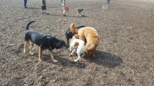 Cheryl Degani has her dogs fast with her on Yom Kippur. Photo: Twitter.