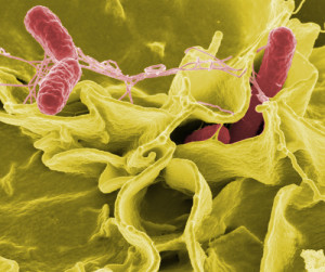 A color-enhanced scanning electron micrograph showing Salmonella typhimurium (red) invading cultured human cells. Photo: Wikimedia Commons.