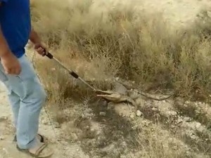 An escaped crocodile caused a panic in the Jordan Valley. Photo: Screenshot.