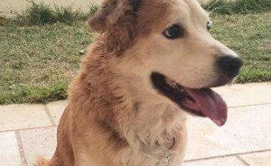 Mailo was found on a street in Kfat Tavor. Photo: Facebook.