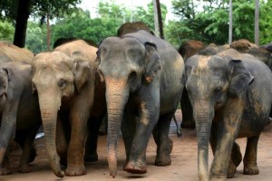 Israeli zoo donated $1,500 to a Thai elephant hospital Thailand. Photo: Wikimedia Commons
