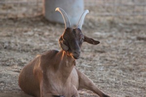 One of the stolen goats found by the HaShomer HaChadash (“The New Guardian” in Hebrew) organization. Photo: Courtesy Jewish National Fund.