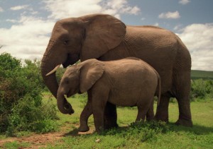 Elephants in a national park. Israeli researchers have located a protein in the animal that keeps it from getting cancer. Photo: Wikipedia.