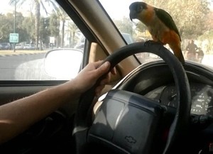 Lili enjoys holding onto the steering wheel when in the car with her owners. Photo: Screenshot.