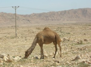 A camel grazing in the Negev Desert in Israel. Photo: Wikipedia.