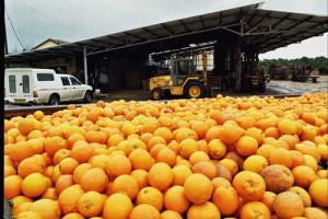 An Israeli orchard. An Israeli agricultural research organization  is developing new varieties of fruits and vegetables. Photo: Wikimedia Commons. 
